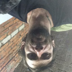 Marko, 37